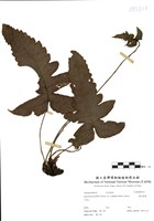 藏品(威氏聖蕨)的圖片